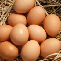تخم مرغ محلی نطفه دار