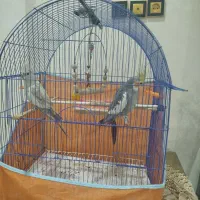 یک جفت عروس با قفس