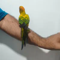 طوطی|پرنده|پاکدشت, پاکدشت (مامازند)|دیوار