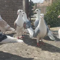 کبوتردوبال اهوازی