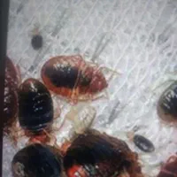 سم پاشی سوسک وساس با گارانتی فقط در یک رحله