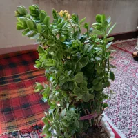 گل و گیاه