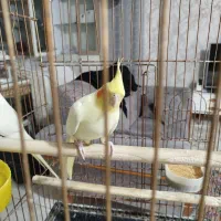 عروس هلندی