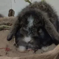 بچه خرگوش اصل پشمالو