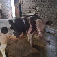گوساله نر سیمینتال
