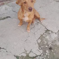 واگذاری سگ ماده پاکوتاه