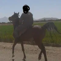اسب عرب