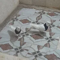 کبوتر طوقی