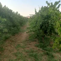 اجاره-باغ-انگور