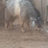 فروش بزغاله نر