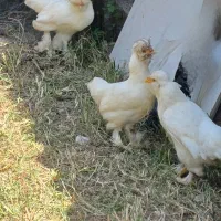 مرغ و خروس نژاد سلطان
