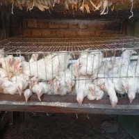 جوجه مرغ خروس مناسب پروار و تخمگذار صنعتی