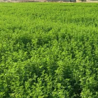 یونجه خرمنکوب غرقابی بدون یک گرم خاک و علف
