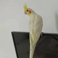 عروس هلندی