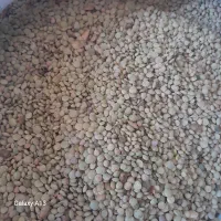 عدس|خوردنی و آشامیدنی|کالپوش, |دیوار
