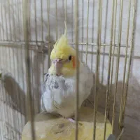 جوجه عروس هلندی لوتینو دوکت نر