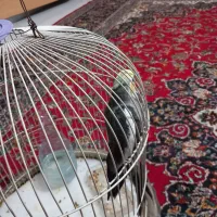 عروس هلندی