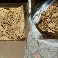 برگ محمود احمدی