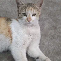 گربه گمشده