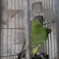 طوطی سنگال ماده کار جوجه داده