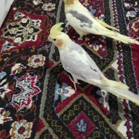 جفت عروس هلندی مولد