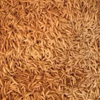 تخم جو هاشمی