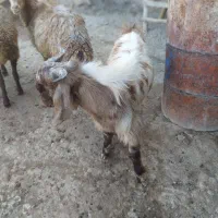 سلام 4عددبز 2عدد بزغاله بزرگ