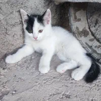 واگذاری گربه