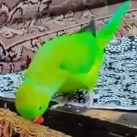 طوطی منگو