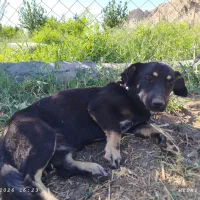 سگ دورگه داشهوند