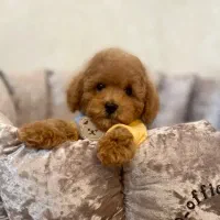 سگ توی پودل توله dog toy poodle رد و دارک رد
