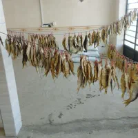 کیلوی 450تقازشوری