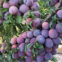 آلوسیاه و شابلون
