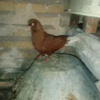 کبوتر کمشده