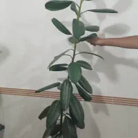 گل وگیاه