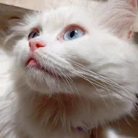 گربه