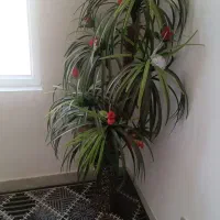 درختچه