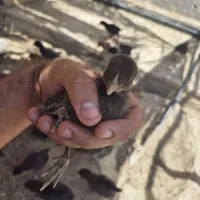 جوجه محلی دو ماهه اصل
