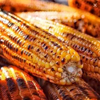 ذرت شیر بلال اصل