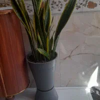 گل سانسوریا