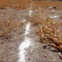 ۱۴۰۰ متری مشارکت تجاری مسکونی