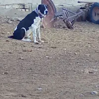 مژدگانی سگ گمشده