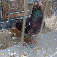 کبوتر سرور
