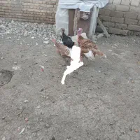 فروش بوقلمون