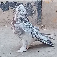 کفتر