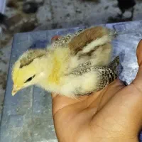 جوجه اصل گل پایگانی