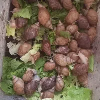فروش حلزون