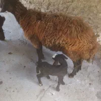 میش وبره
