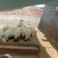 بره نرماده