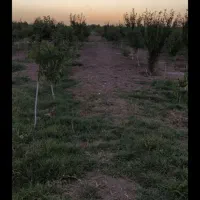 ۴۸۰ متر باغچه/سنددار/پروژه سرو